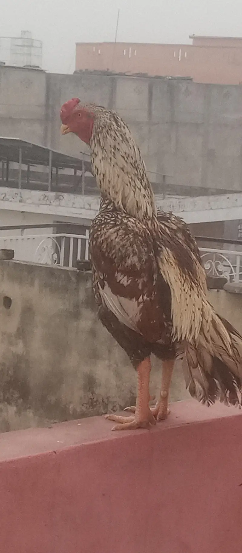shajra aseel mrgha for sale or exchange with Love birds — photo 4