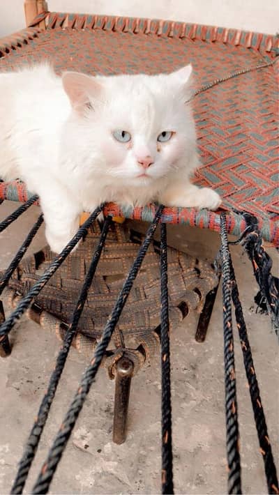 Male cat and Female cat pair male blue eyes and female yellow eyes 