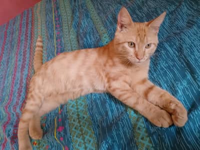 Cross breed kitten for sale