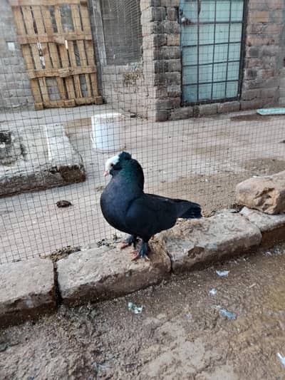 black muki breedar male