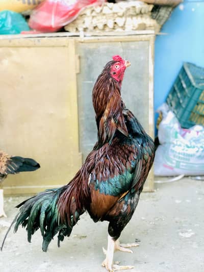 PURE ASEEL MIANWALI MURGHA