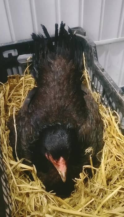 kurak hen kurak female kurak madi fresh kurak big size