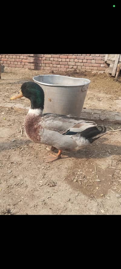 Male Single Duck