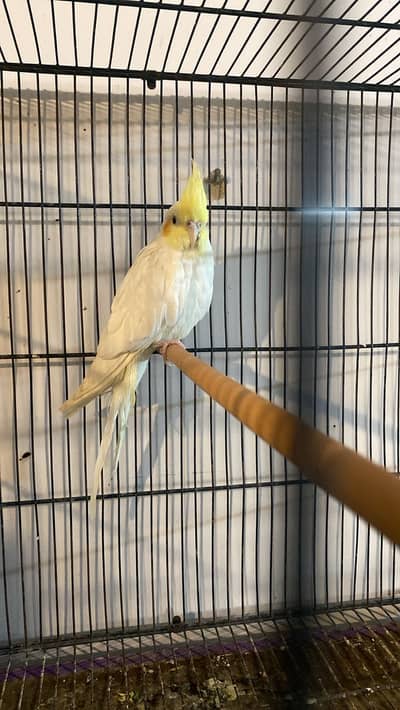Cockatiel male redy for first bride for sale