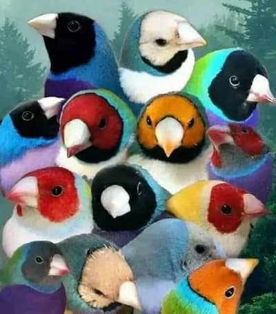 Gouldian Flinch Good size Chick's Available.