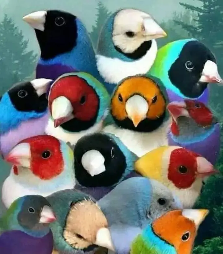 Gouldian Flinch Good size Ready to first breed pairs Available.