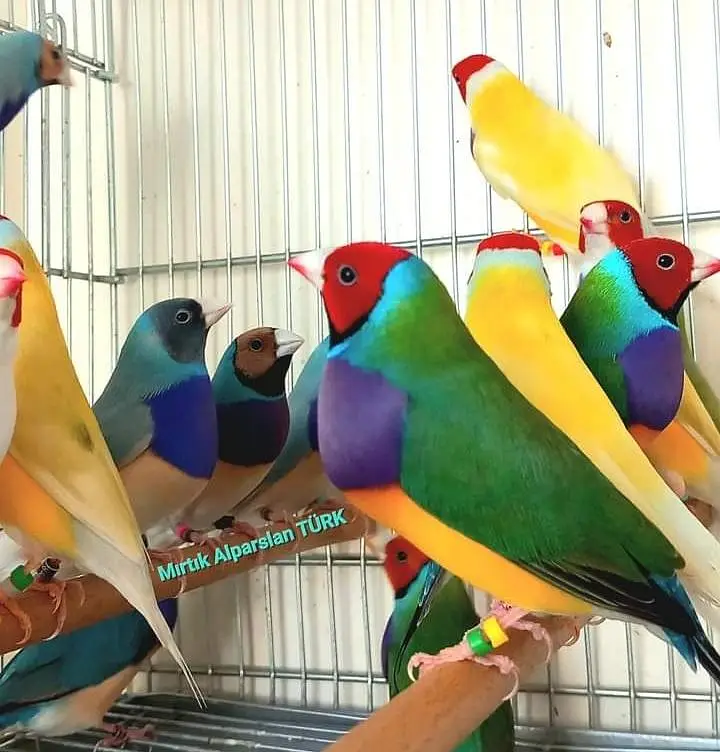 Gouldian Flinch Good size Ready to first breed pairs Available. — photo 2