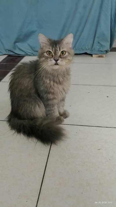 pure himalayan breeder female