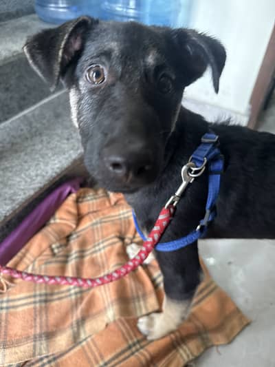 GERMAN SHEPHARD B BREED SINGLE COATED