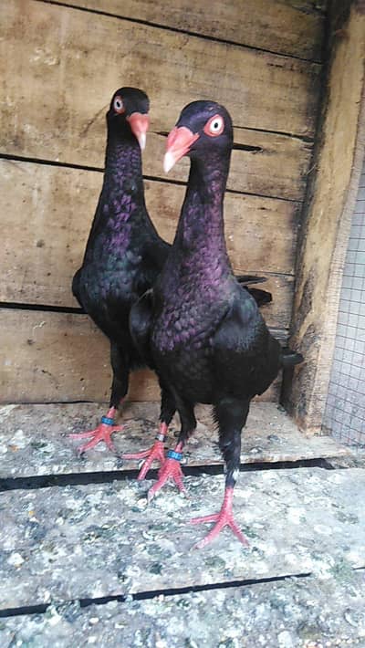 Black Self Denish Breeder pair Sunday offer