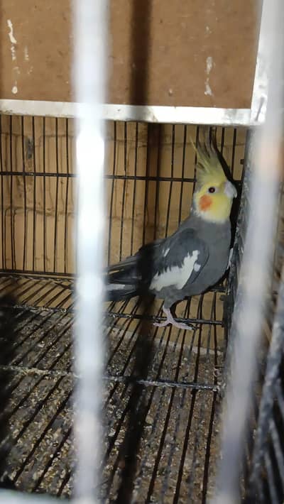 Cocktail Breeder male