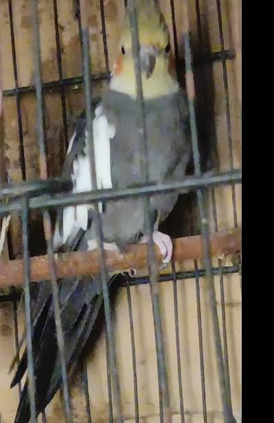 Cocktail Breeder male