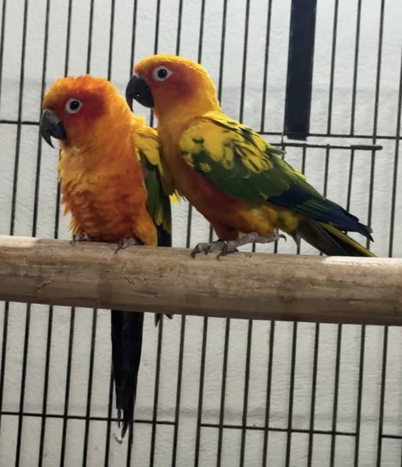 Sun conure high red factor bread pair 0