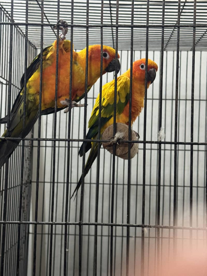 Sun conure high red factor bread pair 1