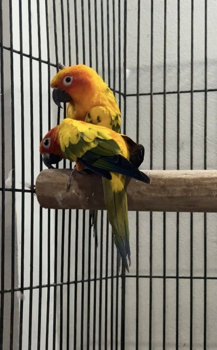 Sun conure high red factor bread pair 2