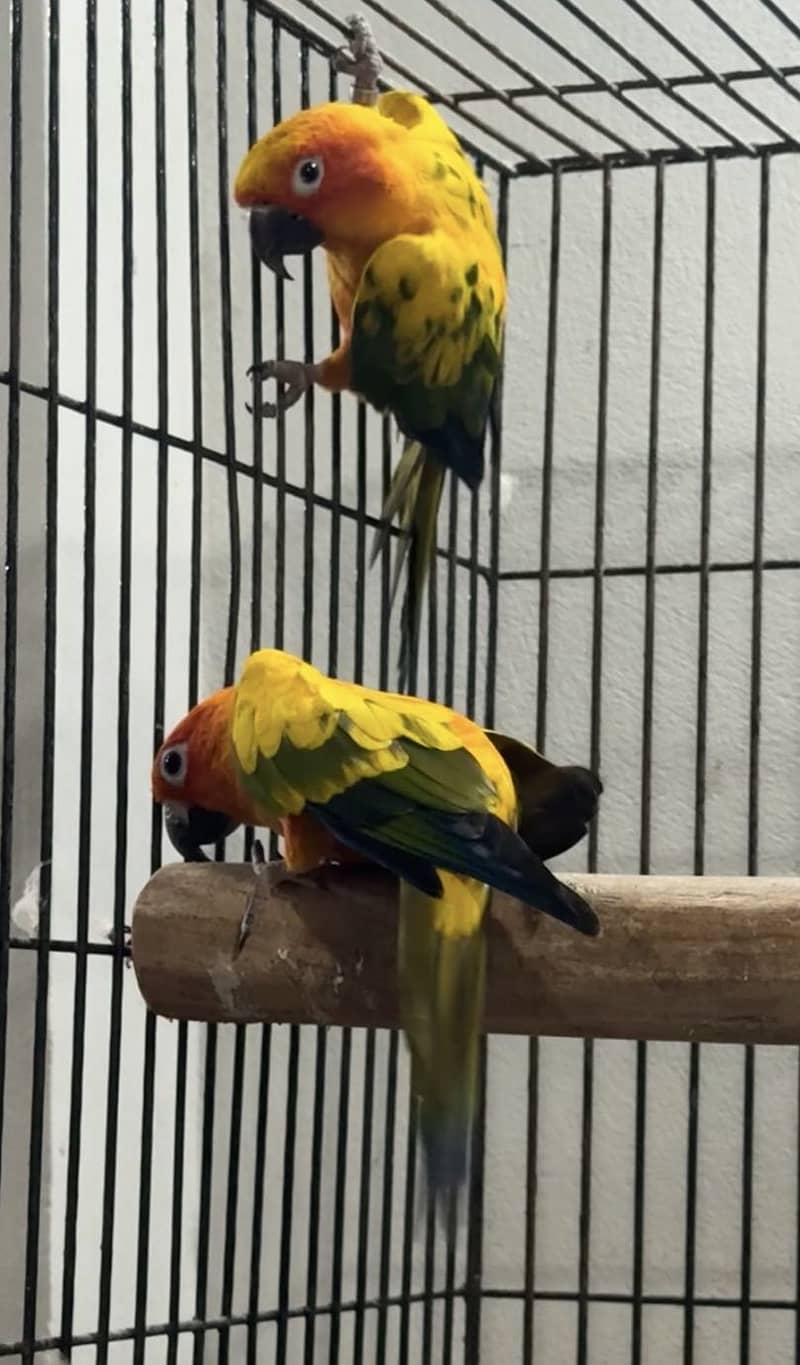 Sun conure high red factor bread pair 3