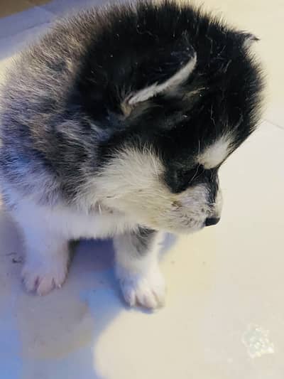 Alaskan malamute puppy’s