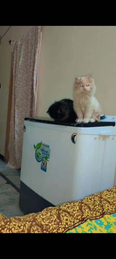 Persian cat kids for sale