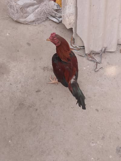 ASEEL MIAWALI HOME BREAD