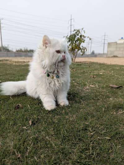 punch face male kiten