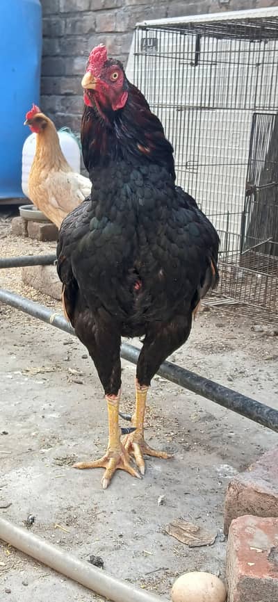 Lassani Breeder murga and lassani kurak murgi lyingeggsale 03074484406