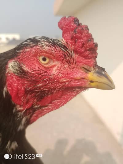 Kamaliya breed Murga for sale : Whatsapp 03032766741