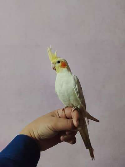 Hand tame cocktail lutino cocktail parrot