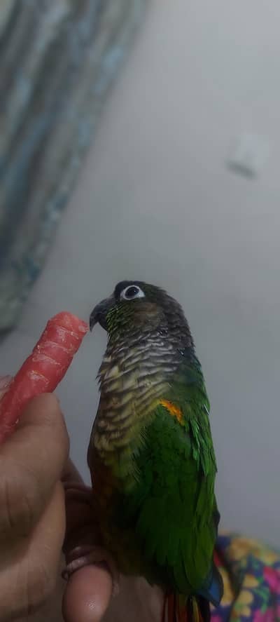 green chick conure