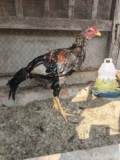 High quality aseel patha for sale whatsapp no 03(0 0-16707( 83