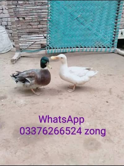 Desi Ducks