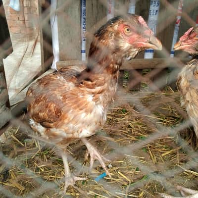 Gali murgiya old Blood Line