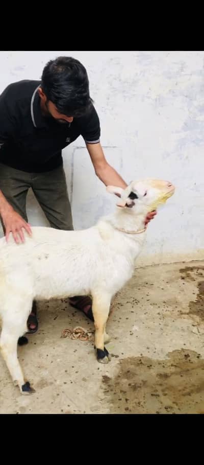 2 daant teddy black abluck breeder