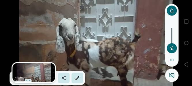 2 dant bakri with male kid 1 month