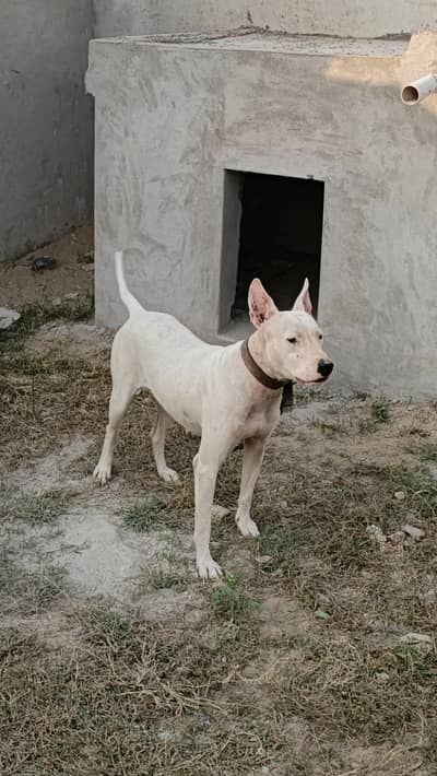 contact num 0343/5516038 kami peshi ho Jaye gi