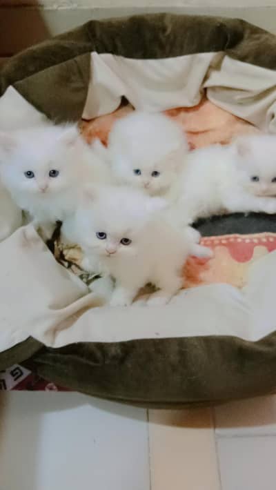 Persian kittens