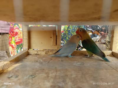 breeder pairs 4 sale