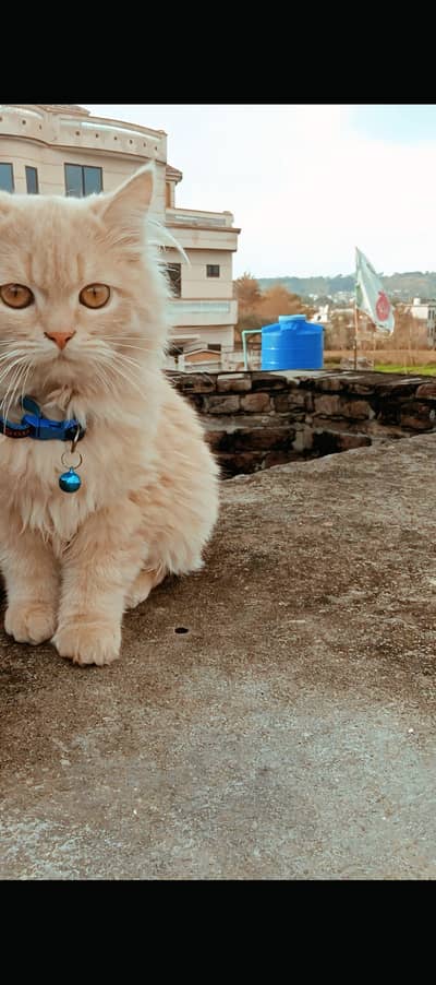 persion cat for salein Bhimber (ajk)