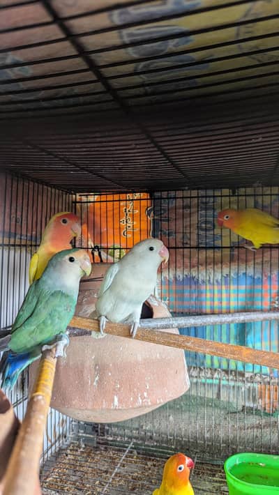 ( Lutino pasnata )  ( Lutino ) ( lCheery )