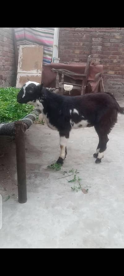 ablak Teda Male kid # 03274116585