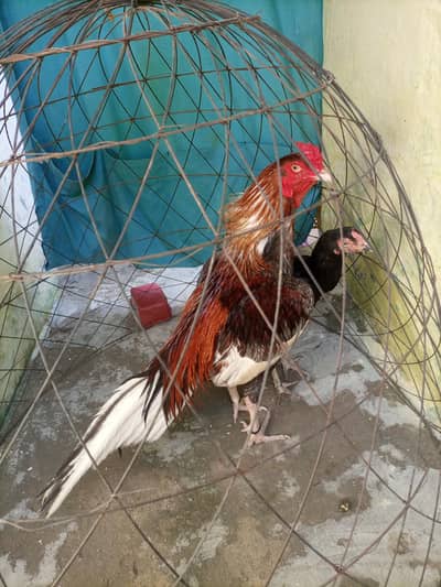 pure maiwali zer dum