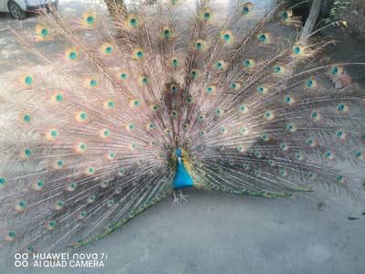 Black shoulder breeder pair