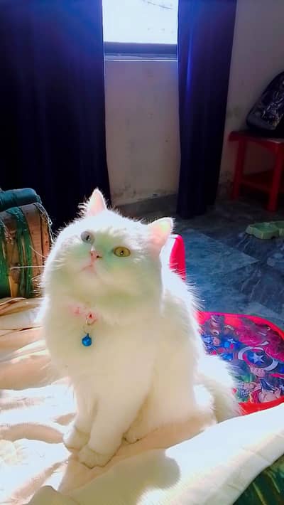 Persian cat vaccinated tamed clean urgent sale