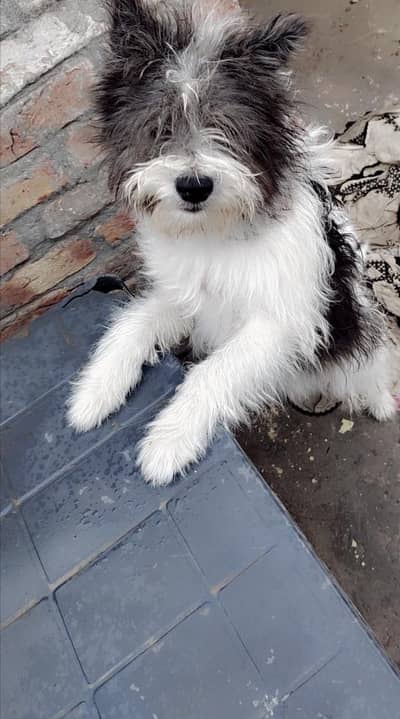 for sale chih tzu dog