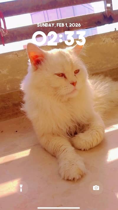 very loving male cats