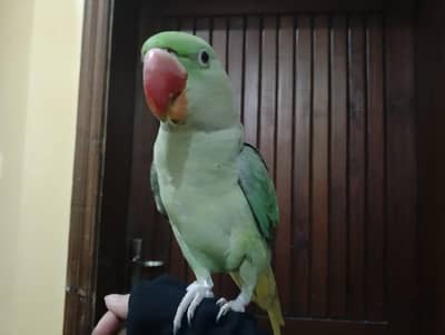 Raw parrot, fully hand tame talking parrot
