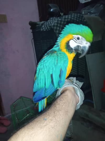 Blue and Gold Macaw