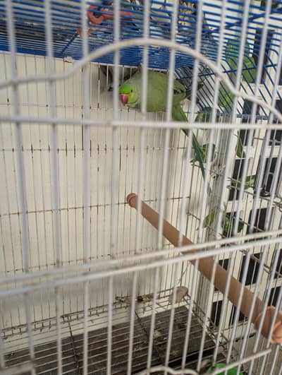 Green Ring Neck male breeder | Totta nurr hai master cage ke sath