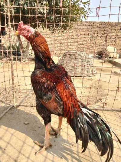 mianwali WhatsApp 03021051993