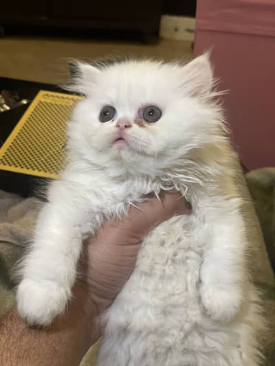 Extreme Punch Face Triple Coated Persian Kitten
