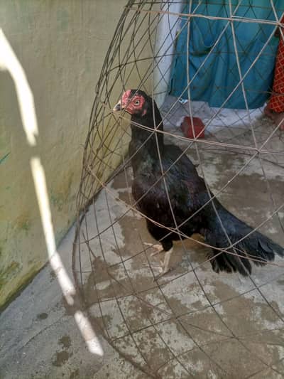 pure maiwali Kali murghi